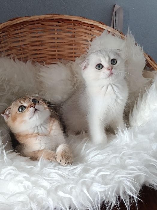 Шикарні кошенятка
