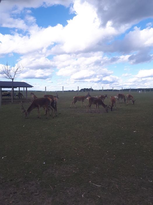 Жом, брага, зерновідходи, зерно, кукурудза, макуха,