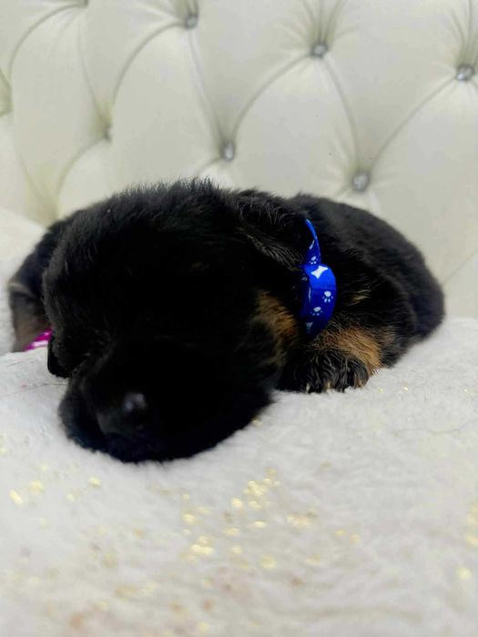 Owczarek Niemiecki, Długowłosy Piesek FCI, ZKwP. Do odbioru