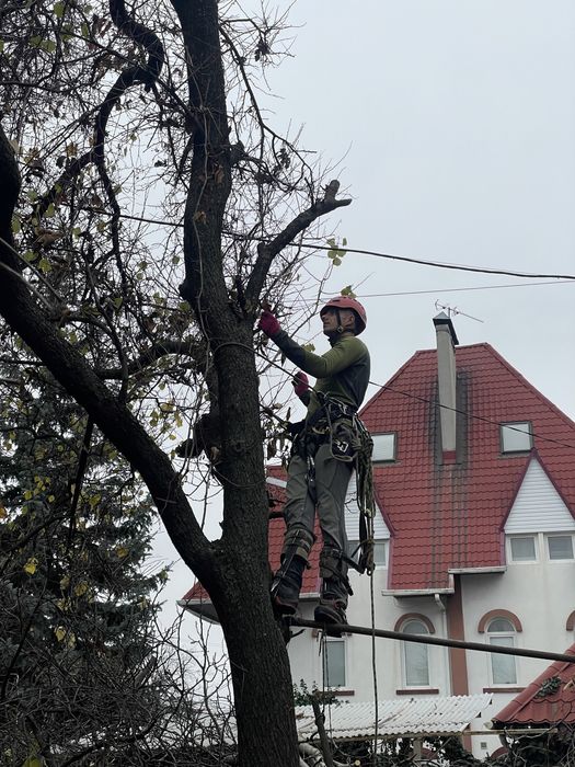 БЕЗПЕЧНО ВИДАЛИМО АВАРІЙНЕ ДЕРЕВО Київ / Спил + прибирання під ключ