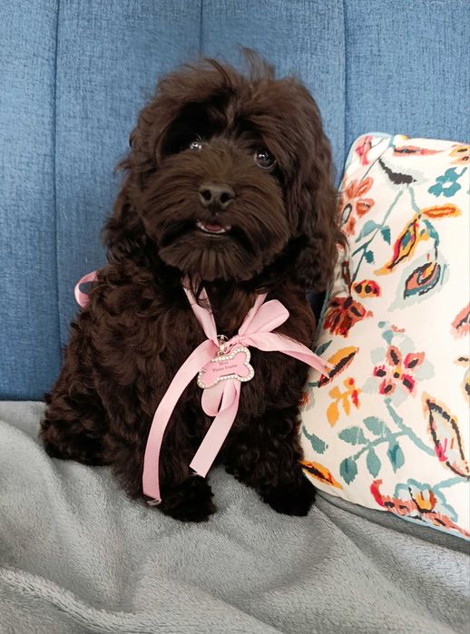 Suczka cockapoo szczenię F1BB pudel Toy miniaturka