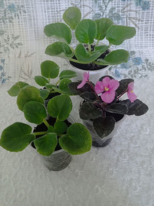 Продам комнатные цветы