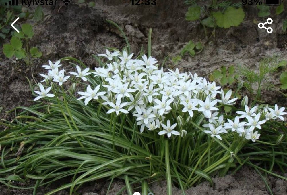 Квіти зірочки птахомолочник орнітогалум