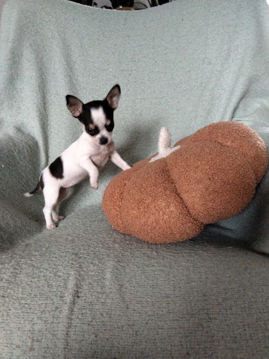 Chihuahua  malutka sunia