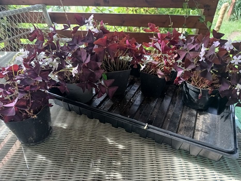 Oxalis sadzonki polecam