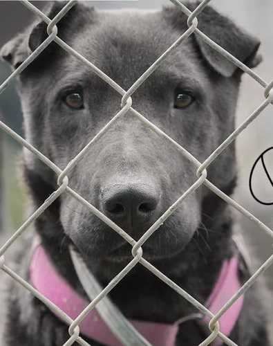 Buddy-Piękny przyjazny pies w typie Shar Pei szuka domu