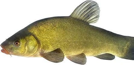 Szczupak lin płoć karp karaś koi