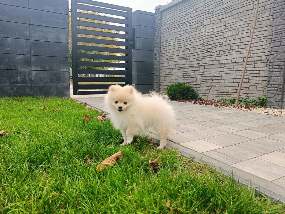 Pomeranian – piękna kremowa suczka
