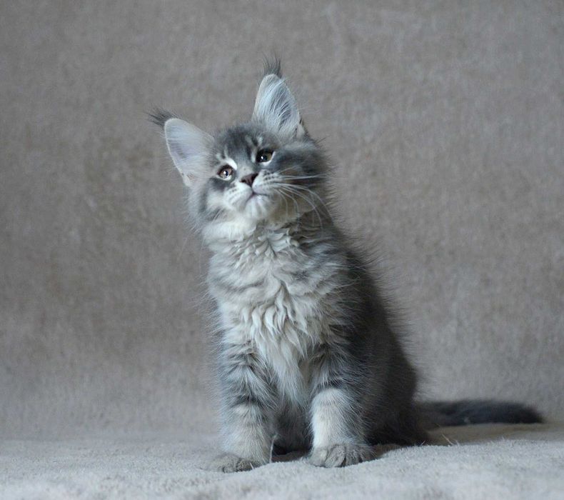 Dziewczynka niebieskie srebro maine coon