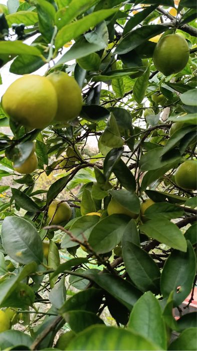 Vendo limas biologicas maravilhosas