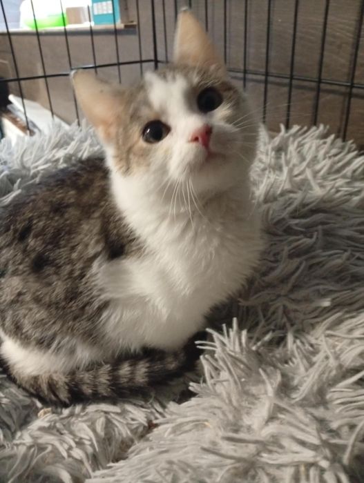 Maluteńka kotka szuka domu.