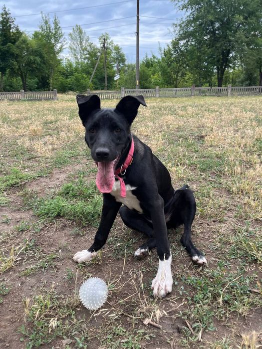 Метис питбуля/стаффа ищед дом 8 месяцев