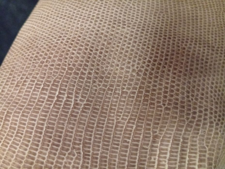 Екзотична шкіра ІГУАНИ