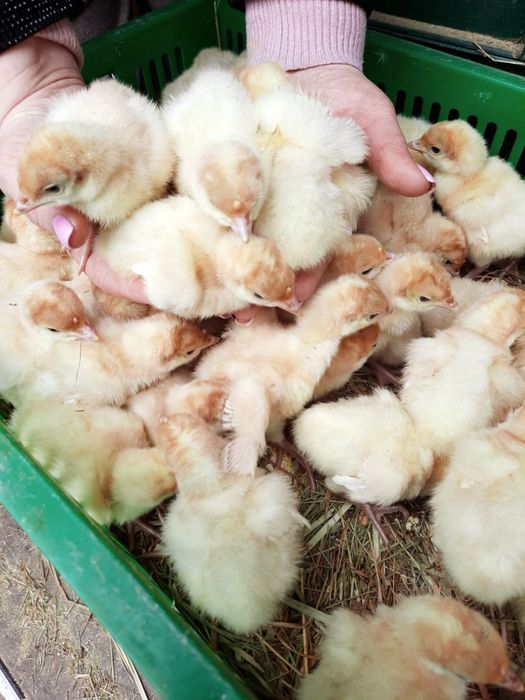 Індюшата добові Big-6