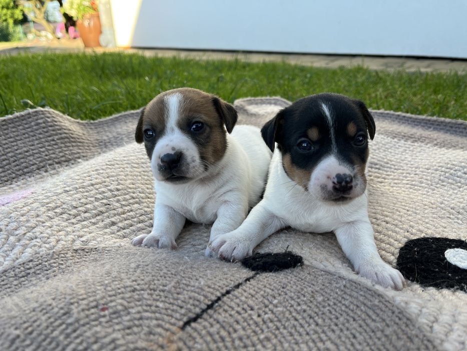 Szczeniak Jack Russel Terrier