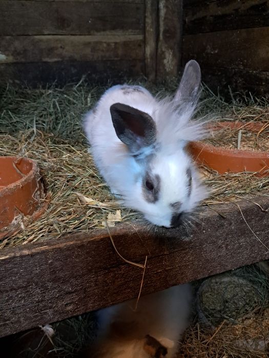 Sprzedam króliczki miniaturki