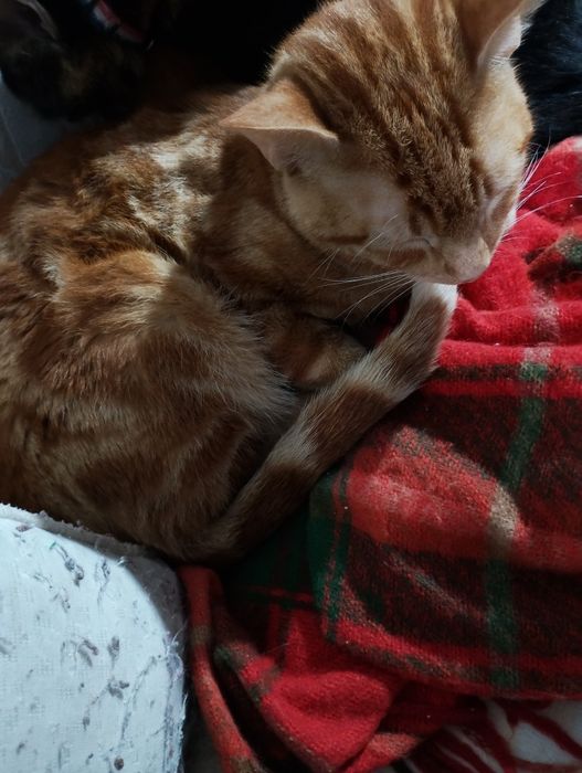 Gatinho amarelo macho para doar