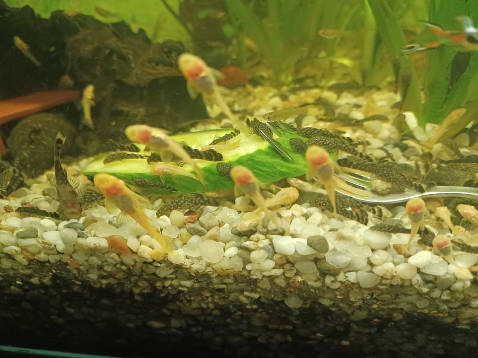 Glonojad złoty albino  3 cm