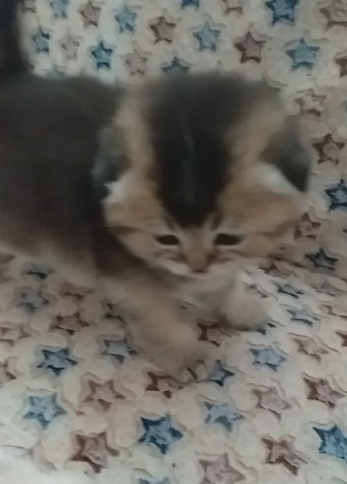 Шикарні шотландські золоті