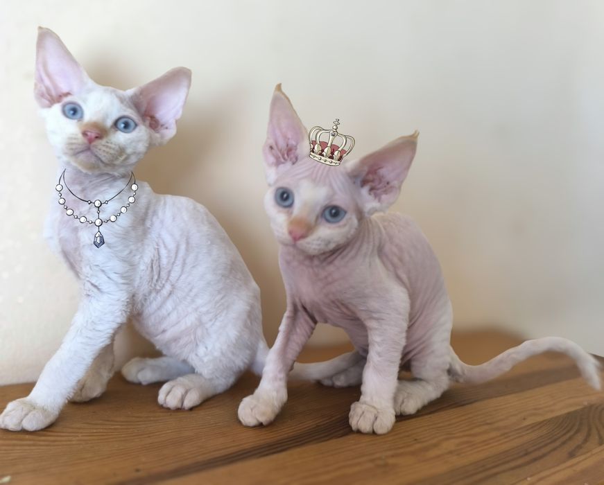 Голубоглазые котики, клубные малыши, игривый характер. Котята Киев