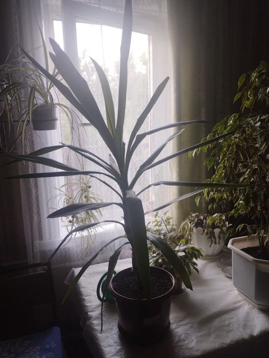 Продам кімнатну рослину ЮКА