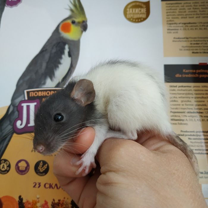 Крыски крысята разные животные грызуны крыса криса щур пацюки свинки х