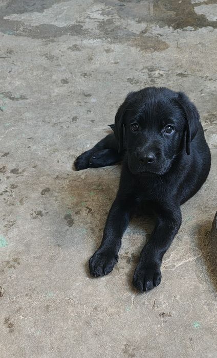 Labrador preto macho