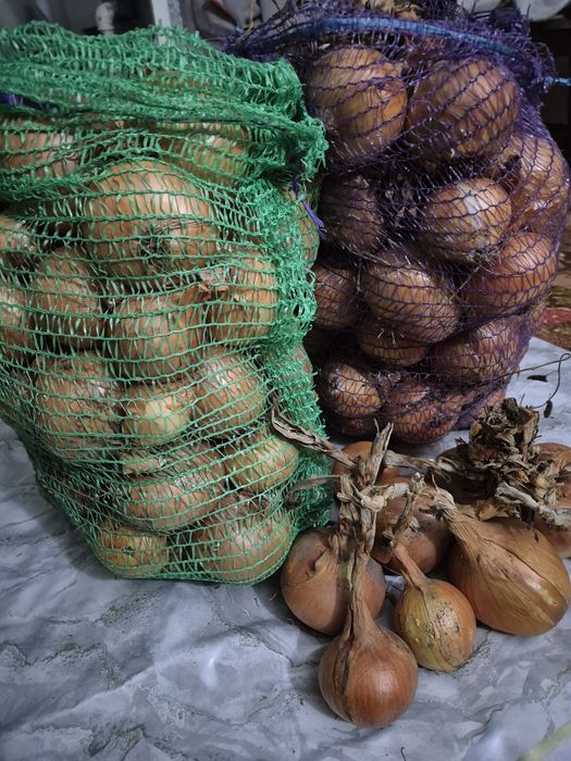Продам домашню цибулю