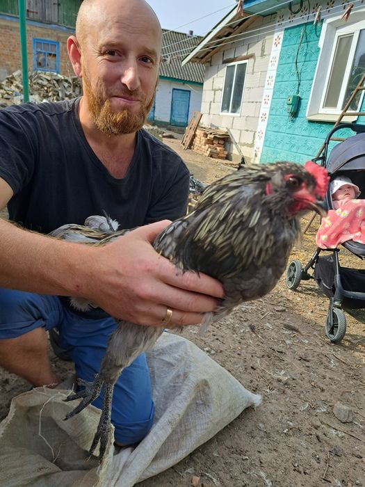 Півники амераукана на плем'я.