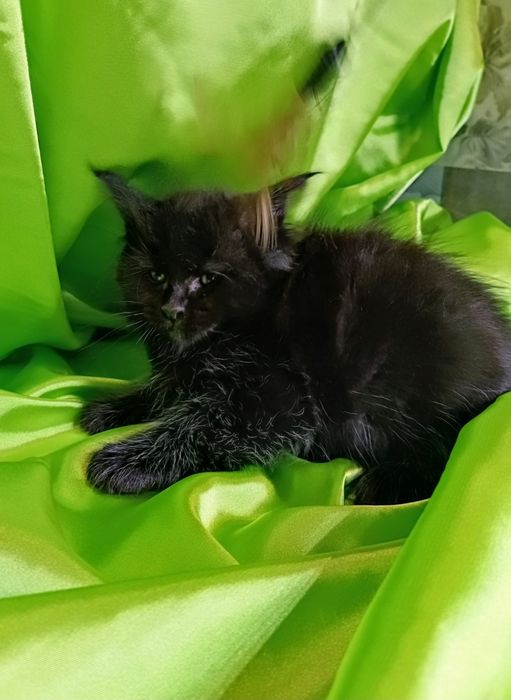 Шикарні кошенята Мейн Кун