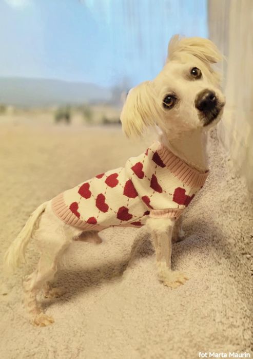 BAŁWANEK szuka odpowiedzialnego Domu