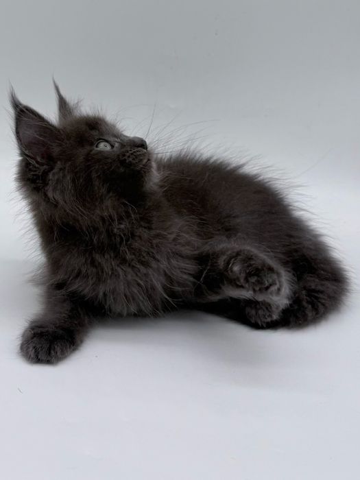 Мейн кун котенок, девочка