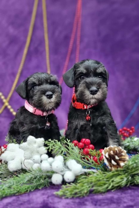 Цуценята цвергшнауцера