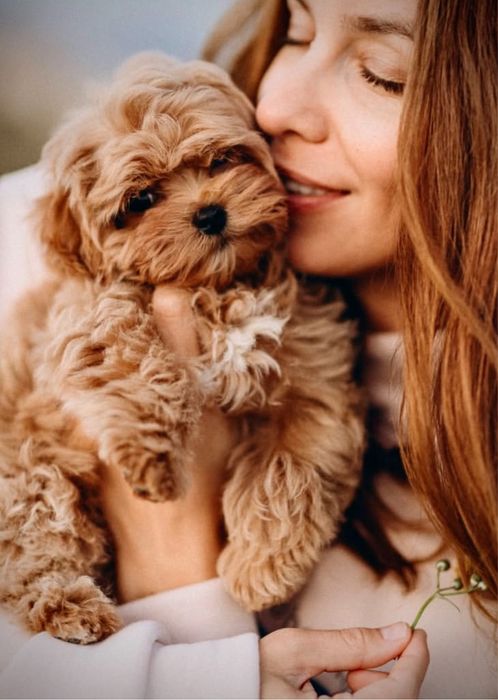 Карамельні мальтіпу ф1. SUPER VIP цуценята мальтіпу. Щенки мальтипу.