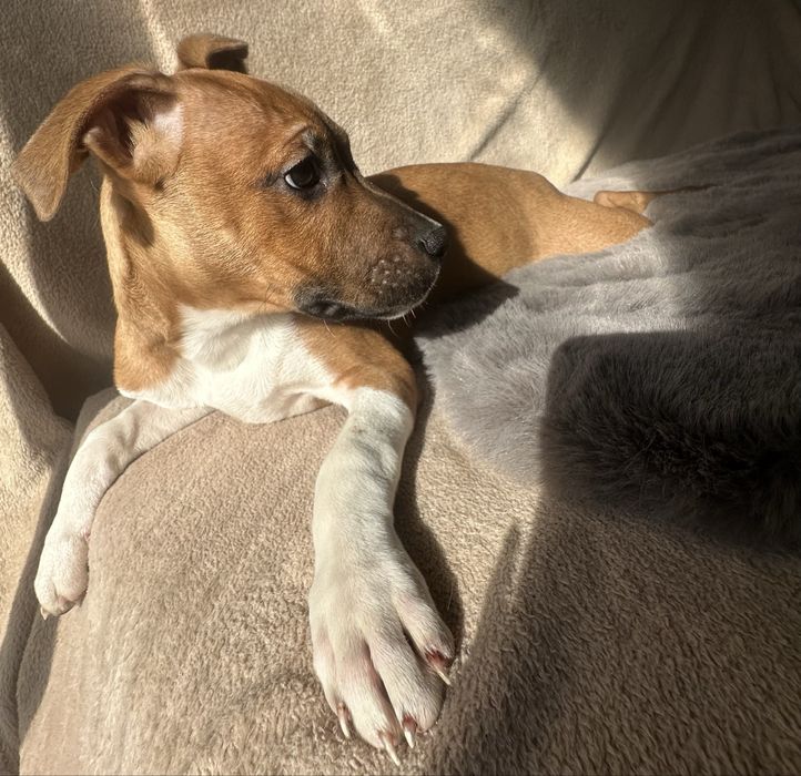 American Staffordshire Terrier amstaff szczeniak z metryką do odbioru