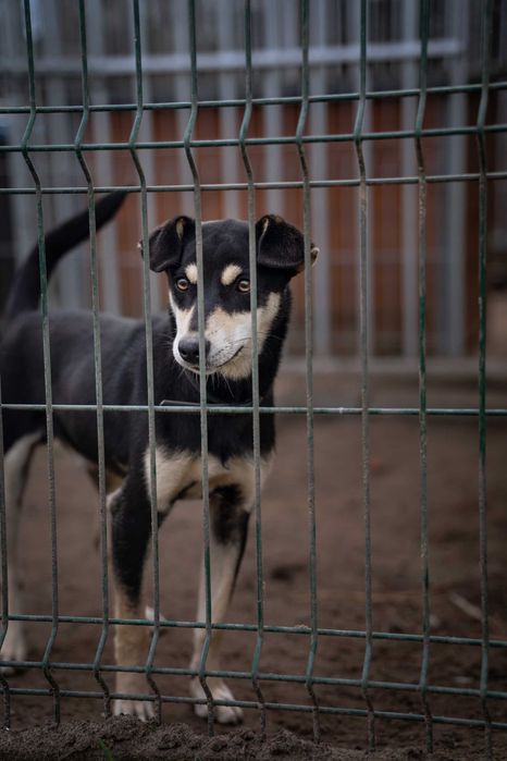 Młodziutki Rysiu szuka domu!