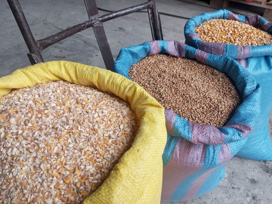 Dla drobiu pszenica kukurydza