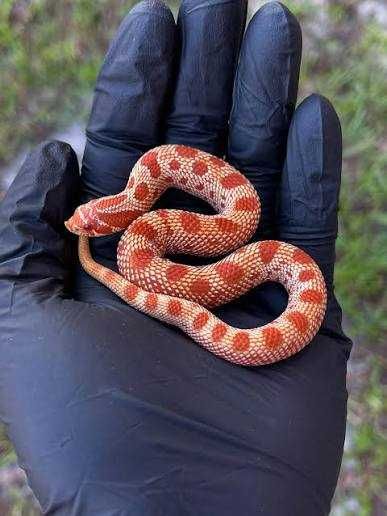 Heterodon Nascius Samica red extreme