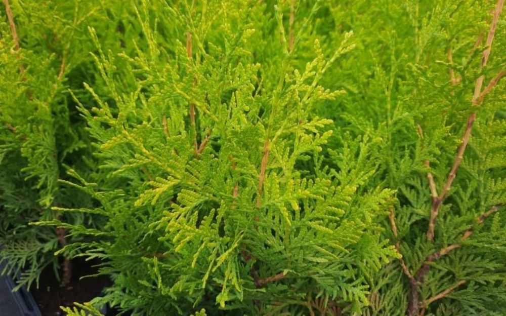 Tuja 140 CM Brabant Tuje Thuja Promocja Gęste