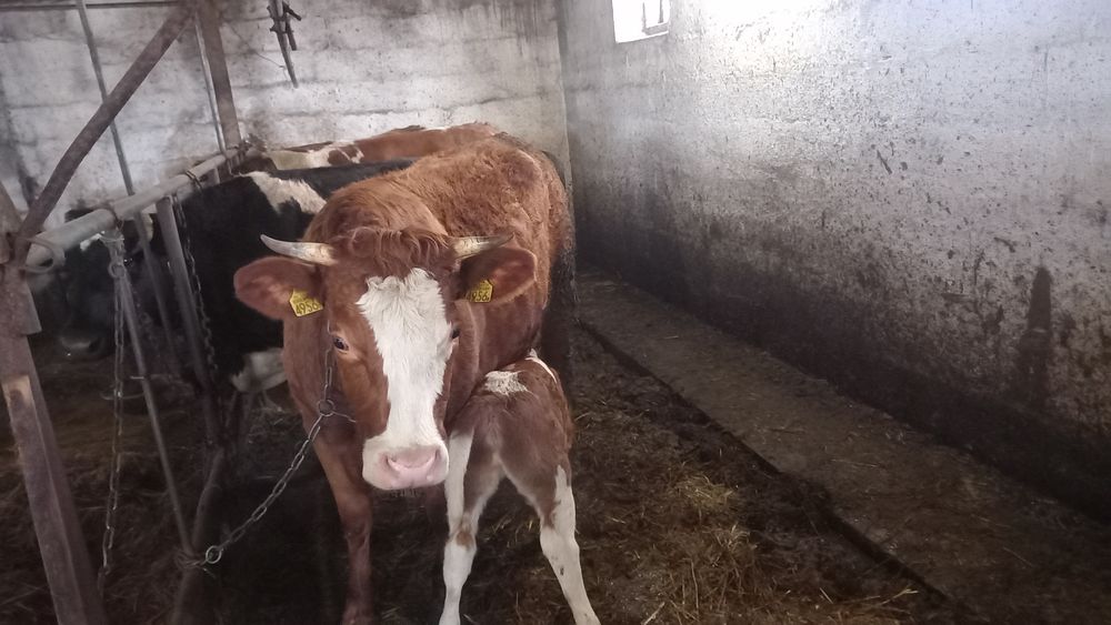 Sprzedam jałówkę  z cielakiem