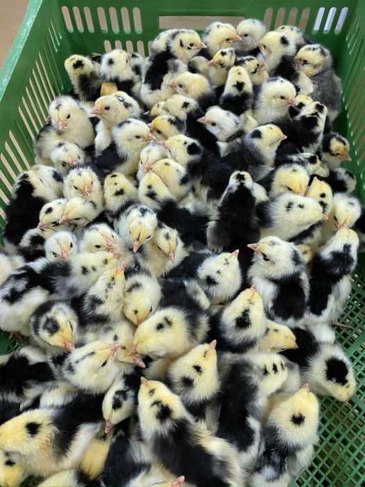 Kurczaki pisklęta nioski, brojlery, Leghorn, Greenshell, Sussex, Rosa