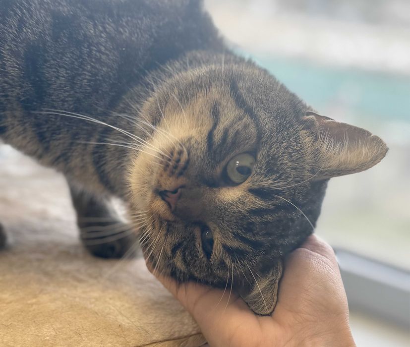 Antek - odważny, miziasty kot szuka kochającego domu!