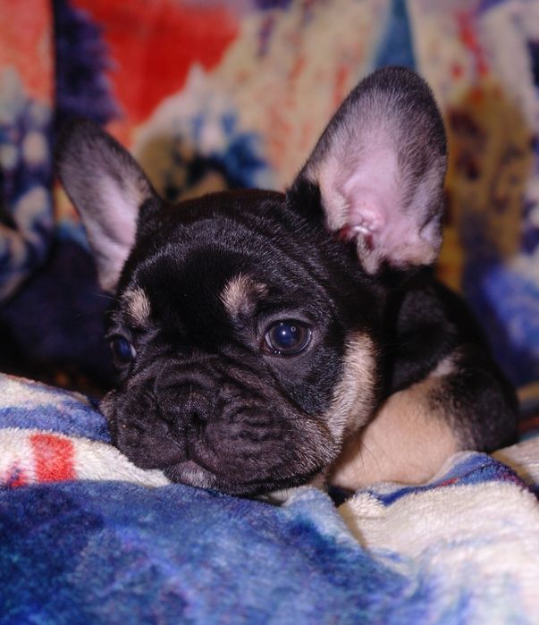 Новогодние подарочки)