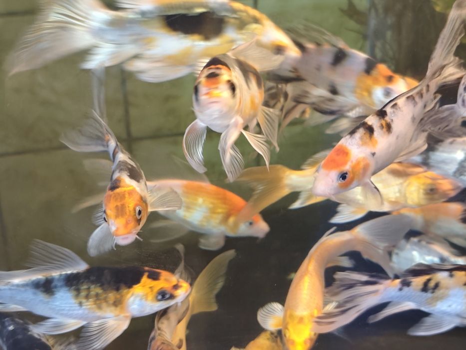 Karp baterflay !