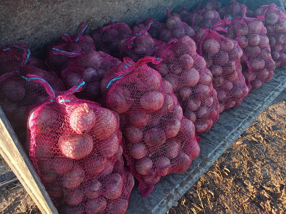 Buraczki czerwone Wodan.