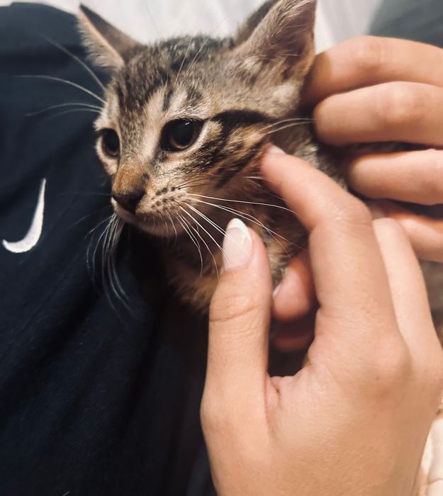 Gatinhas para adoção