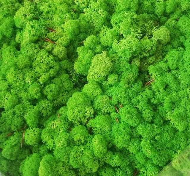 мох стабилизированный ягель, Норвежский мох для декора