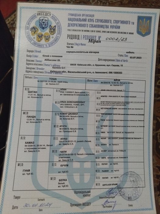 Вязка Среднеазиатского  Алабая,корни Туркменские