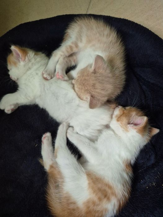 Віддамо котиків в добрі руки