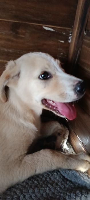 Cães bebés para adoção responsável